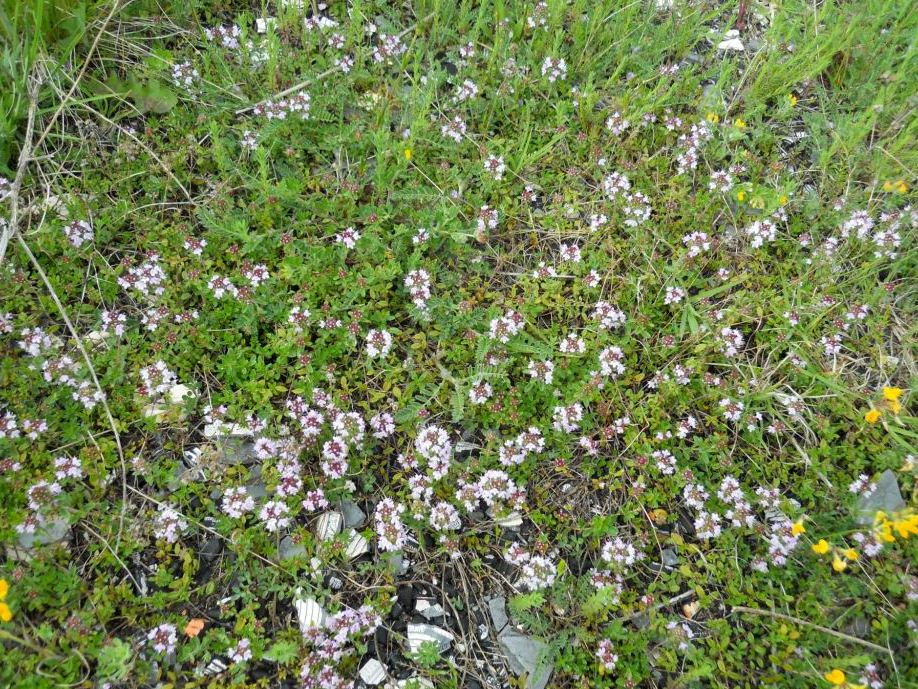 fiore rosa 2 - Thymus cfr. pulegioides